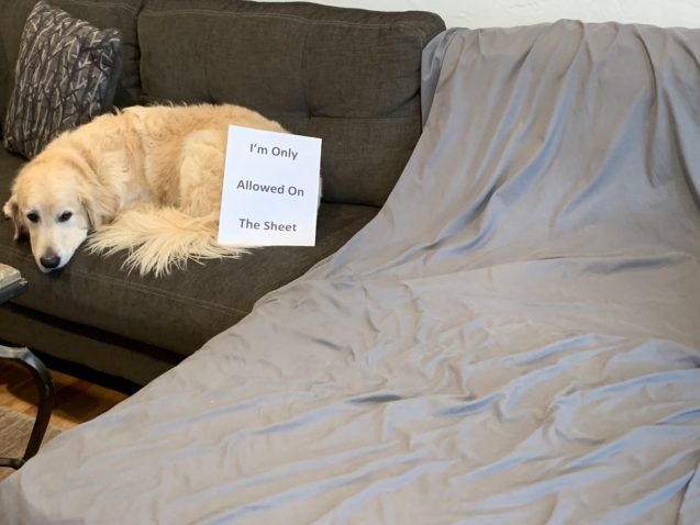 dog lying on sofa next to a sheet with a sign that says 