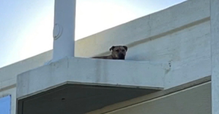 dog stuck on highway overpass