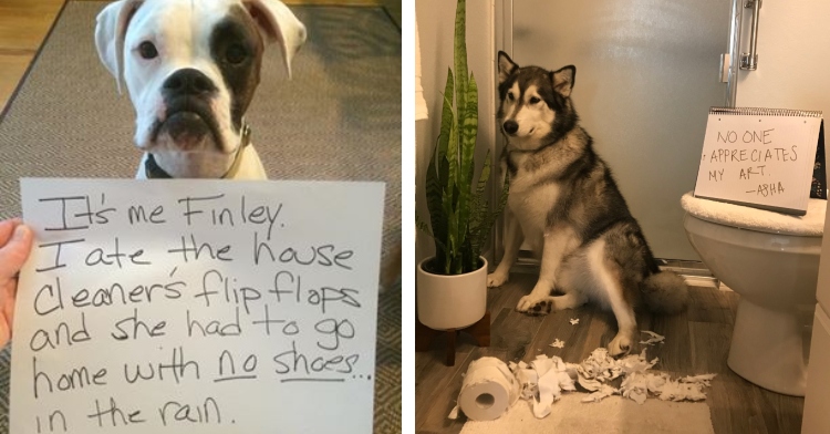 guilty dogs being shamed by signs around their neck for their bad behavior