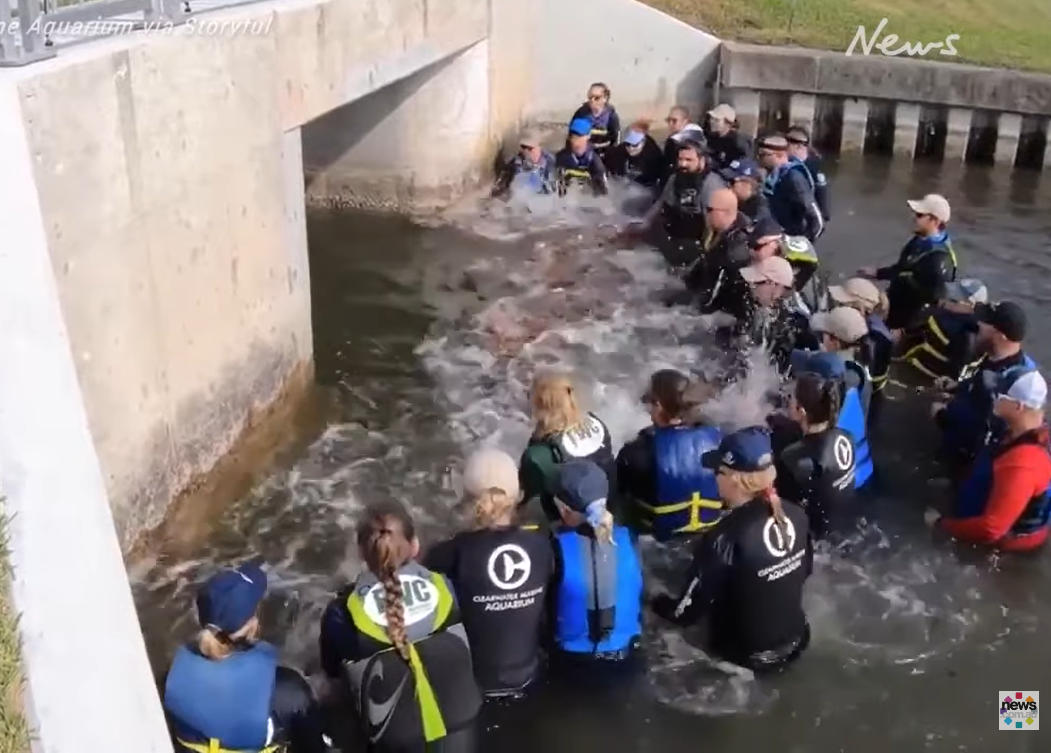 volunteers form human chain to move dolphin out of creek