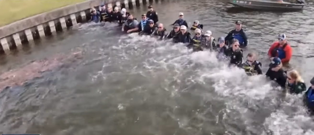 biologists form a human chain to move dolphin from creek