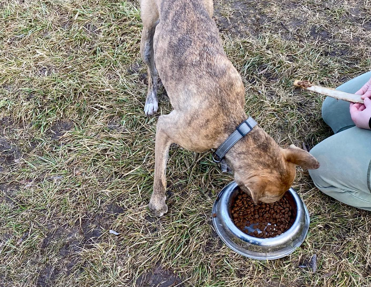 Izzy the Dog is Pictured Eating Kibble From a Bowl After Being Rescued.