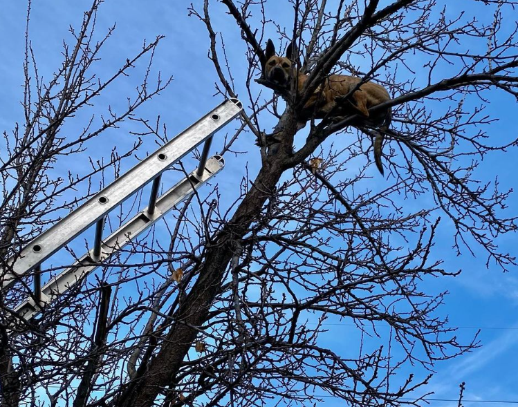 Izzy the Dog is Pictured Stuck in a Tree with a Ladder Propped Beside Her.