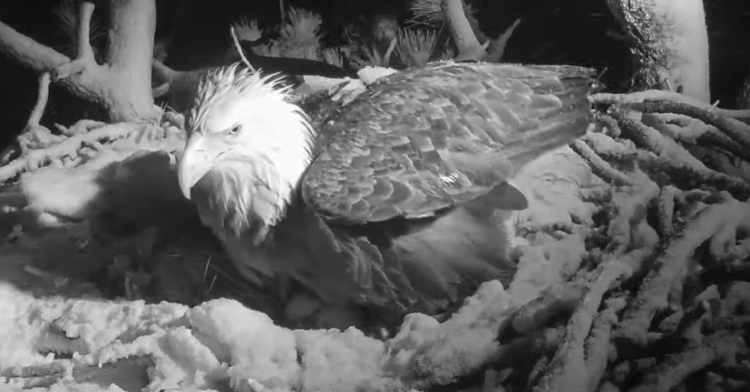Jackie the eagle mom sitting on her eggs