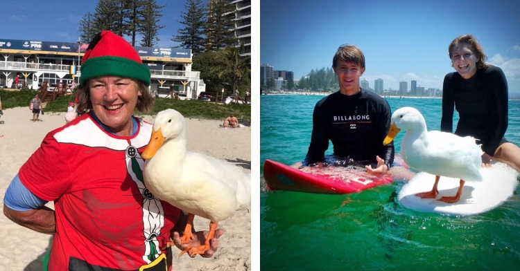 Kate Miller holding Duck, Duck sitting on surfboard while Kate and son surf