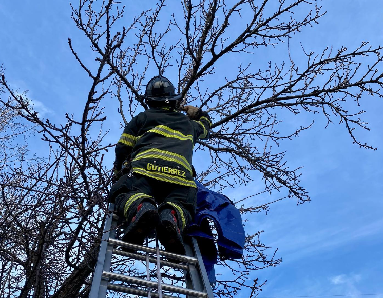 A person in firefighter gear is Pictured Climbing a Ladder  Up a Tree.
