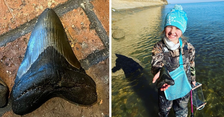 Molly Sampson holds up giant megalodon tooth she found in Chesapeake Bay