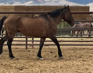 Mango Appears to be Walking Around His Stable. The Horse is Pictured from His Side and is Brown in Color.