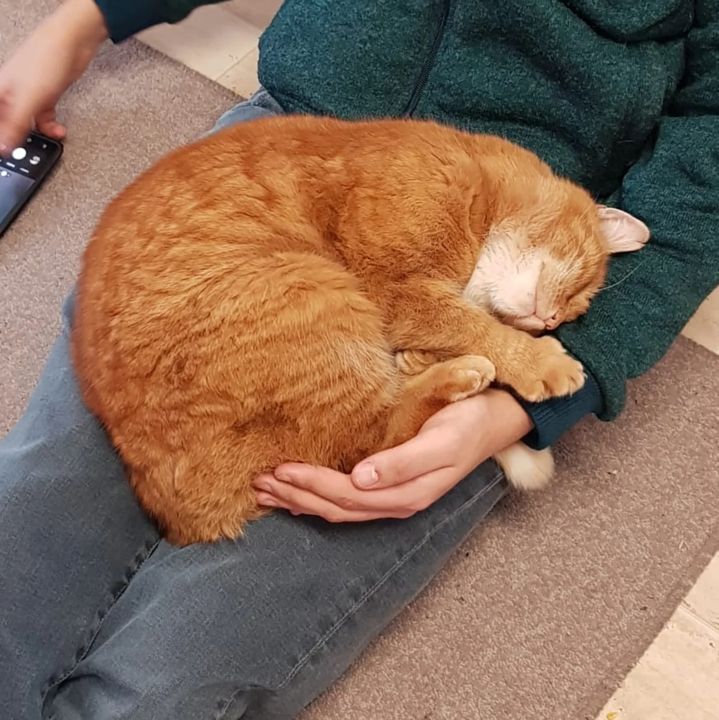 orange cat curled up asleep in someone's lap