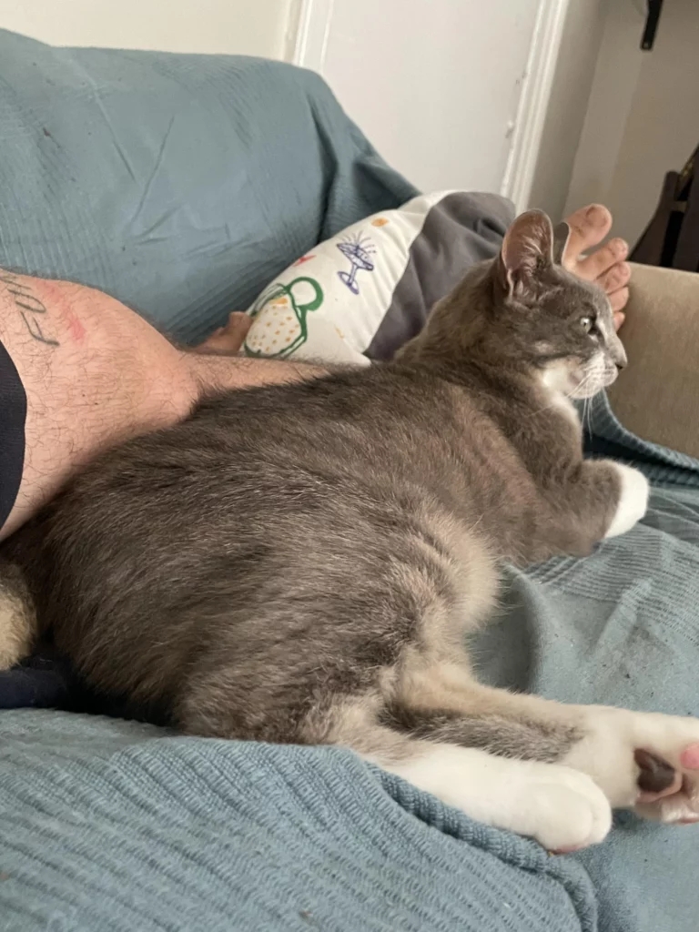 gray and white cat lying on couch next to man's leg.