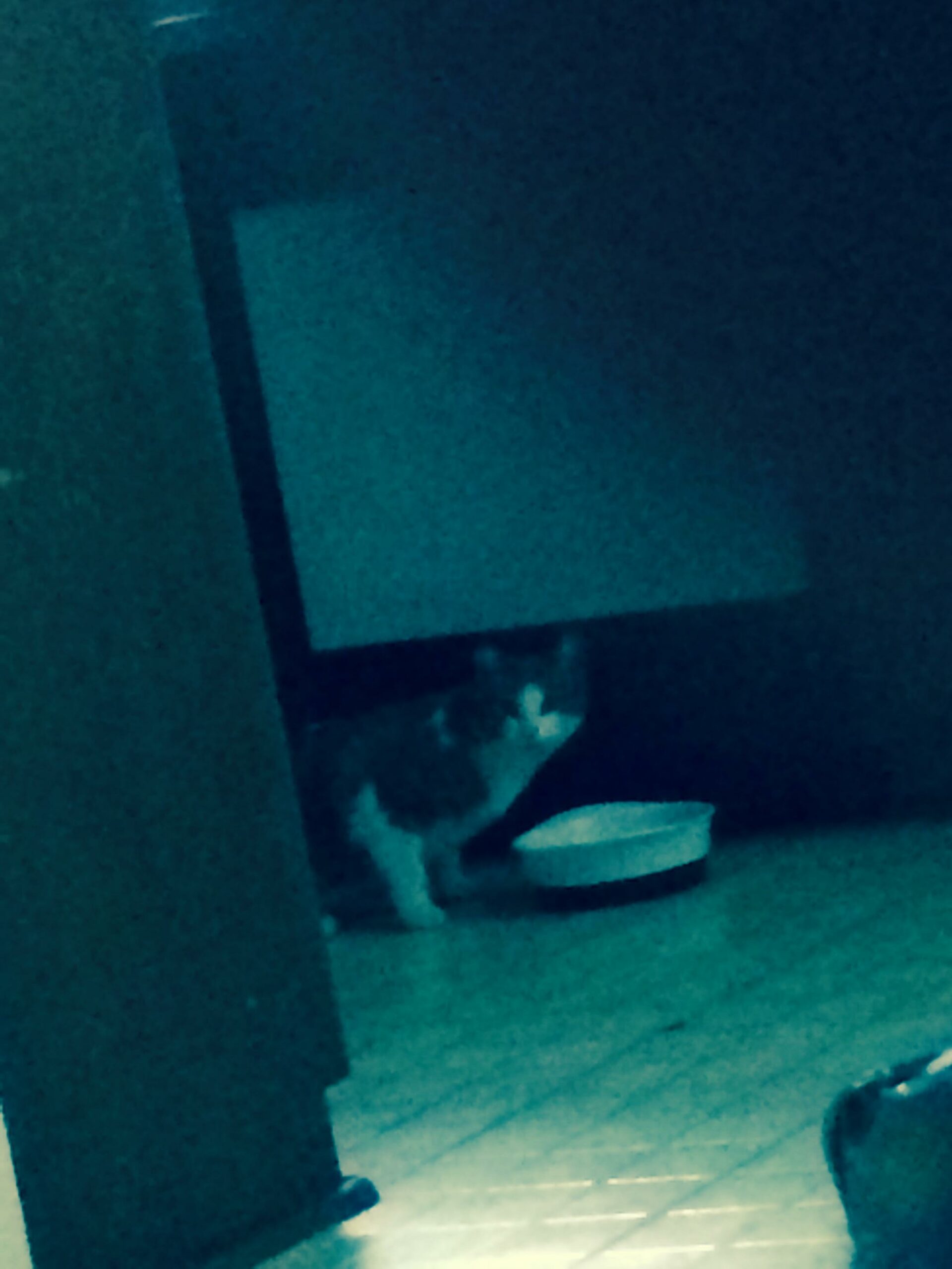 cat drinking from water bowl in the dark