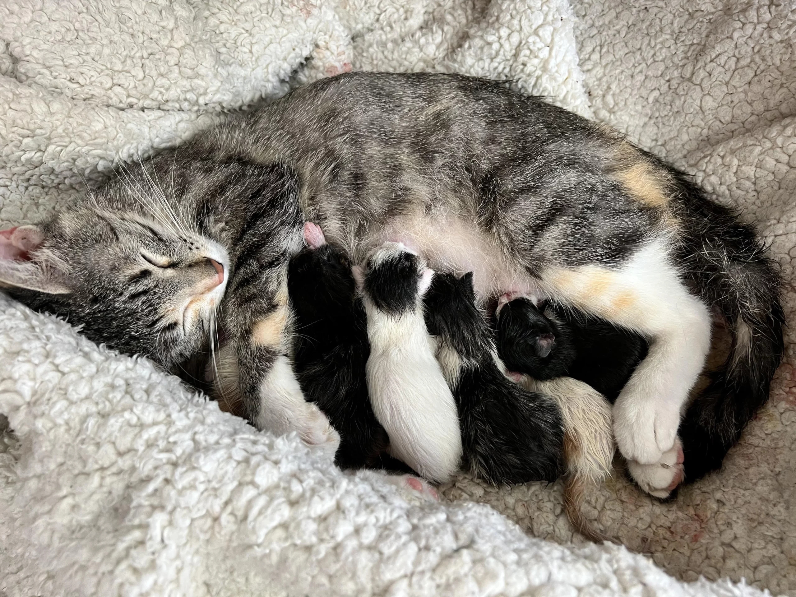 grey striped mama cat with six black and white kittens nursing