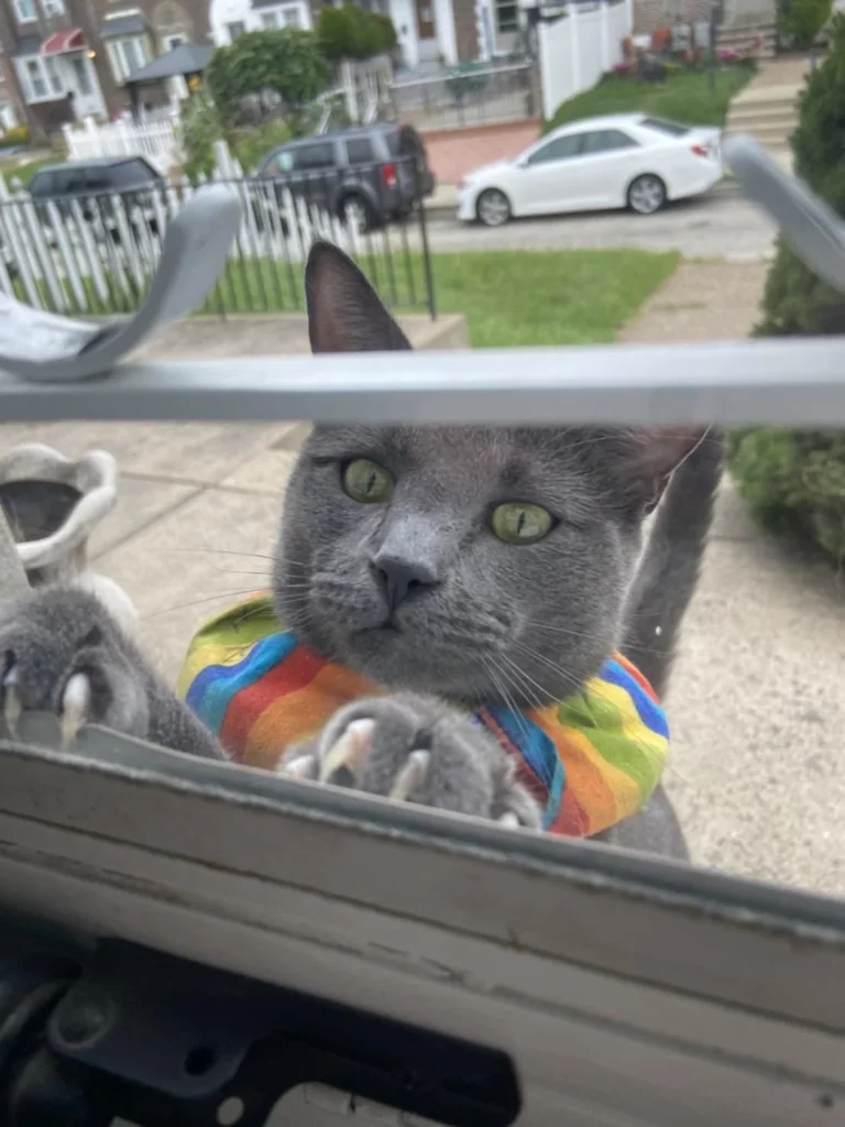 gray cat wearing a colorful ruffle collar trying to get into someone's house