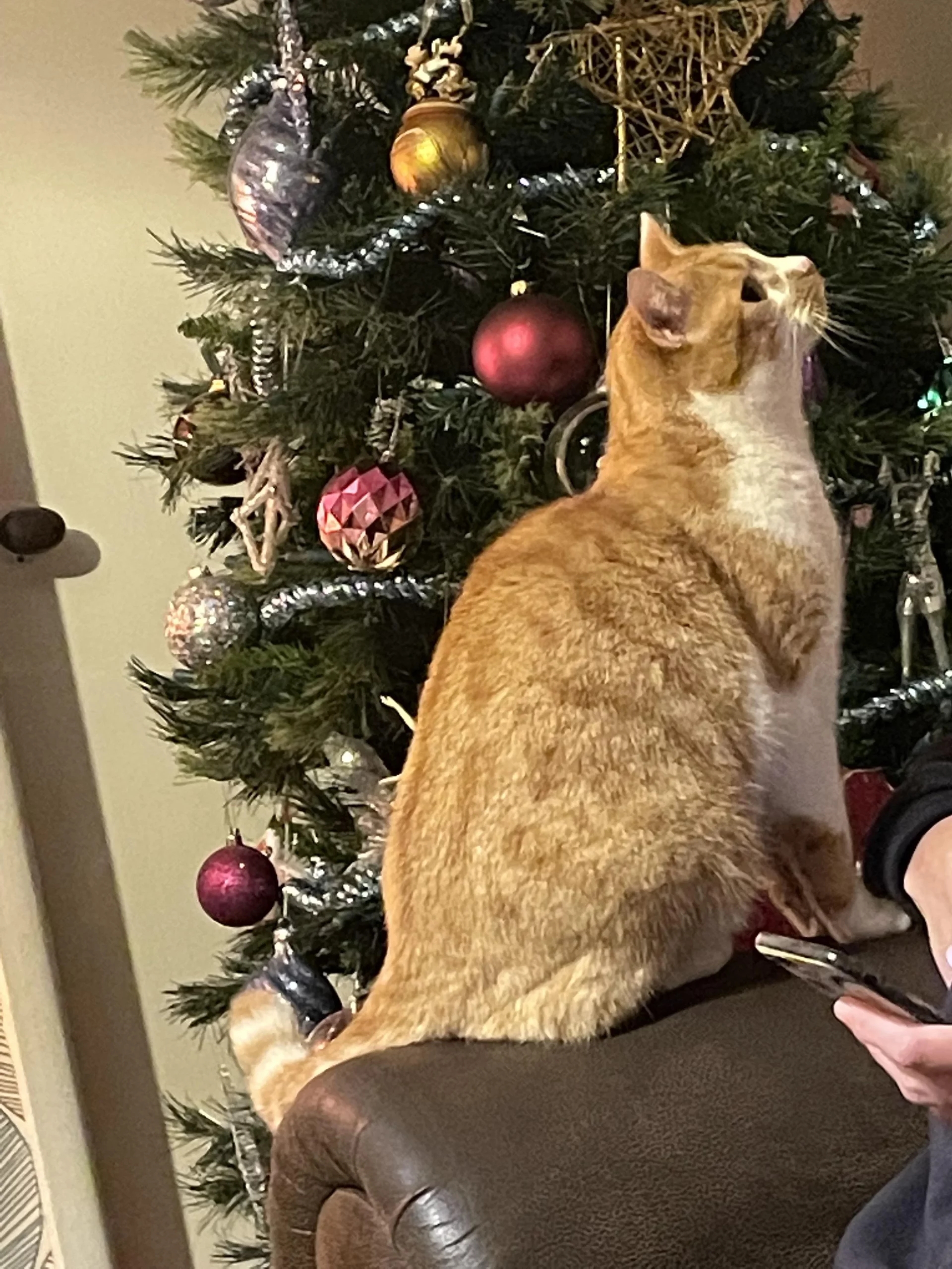 orange cat sitting on a sofa near Christmas tree