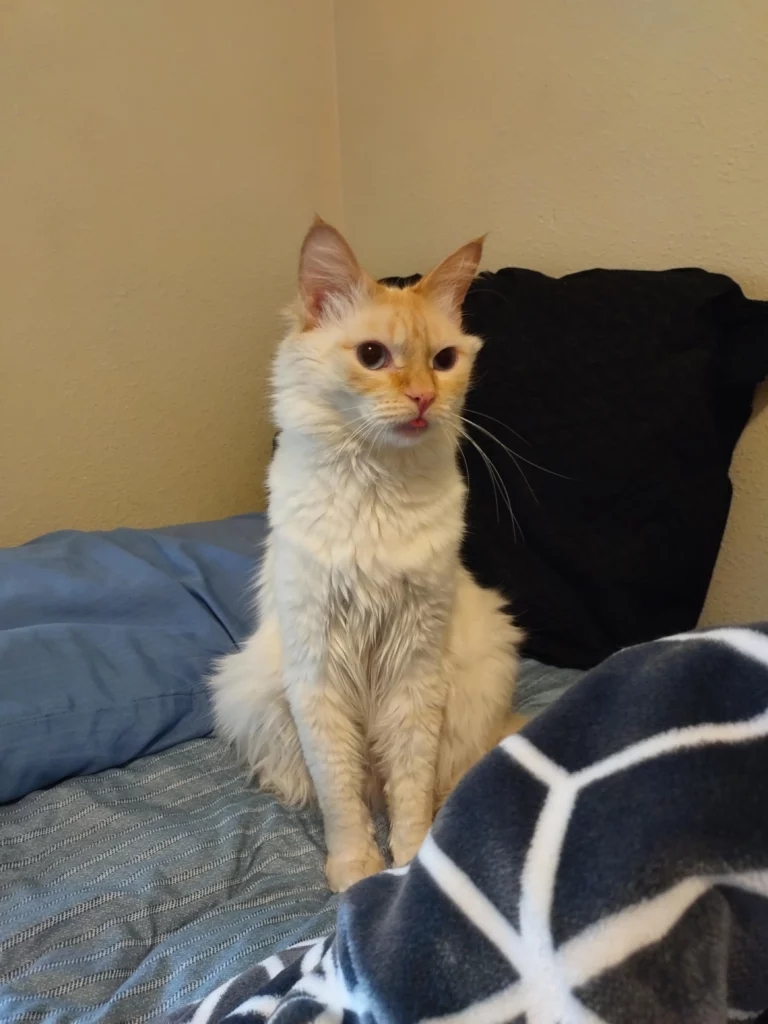 orange stray cat sitting on a bed