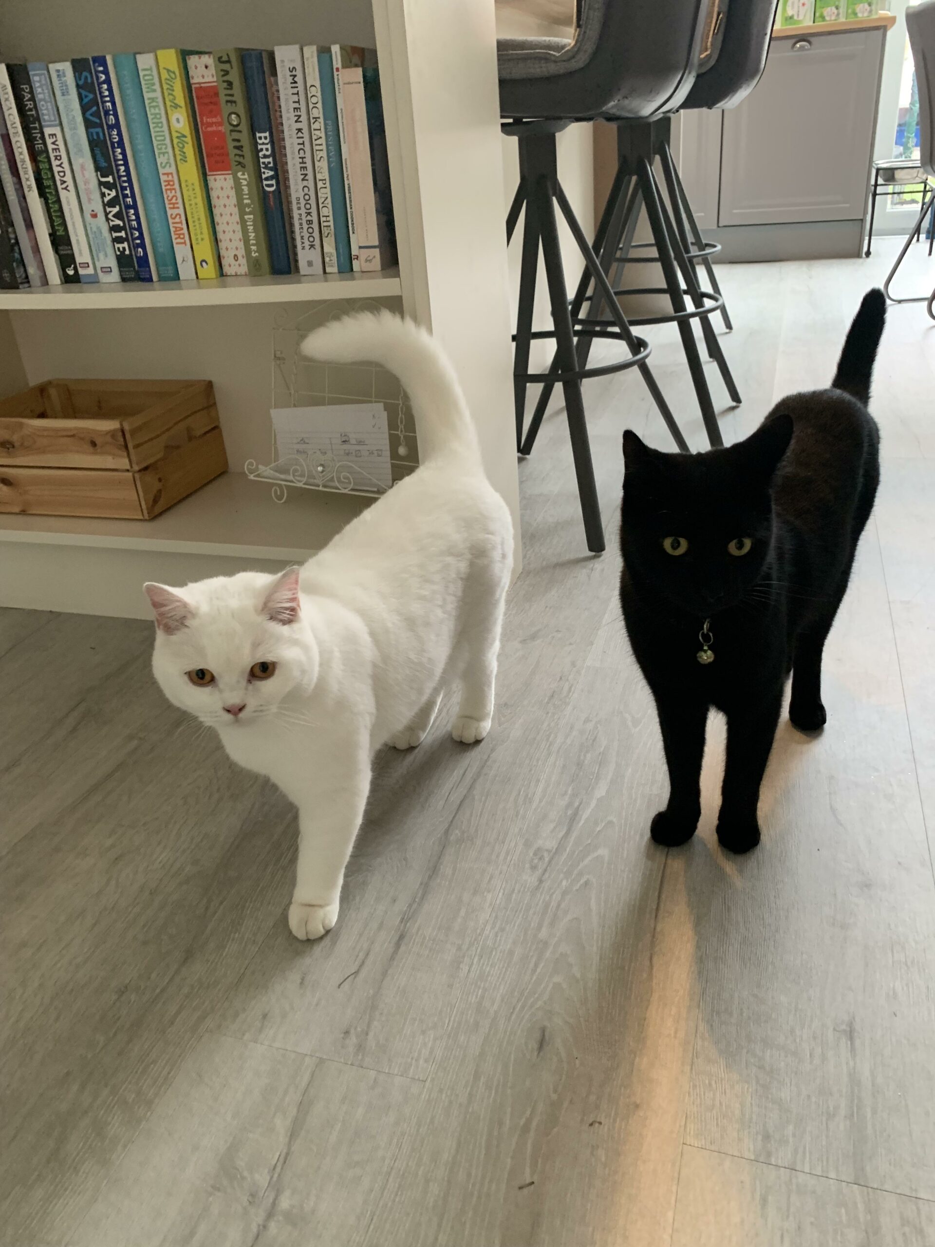 one white cat and one black cat who are friends