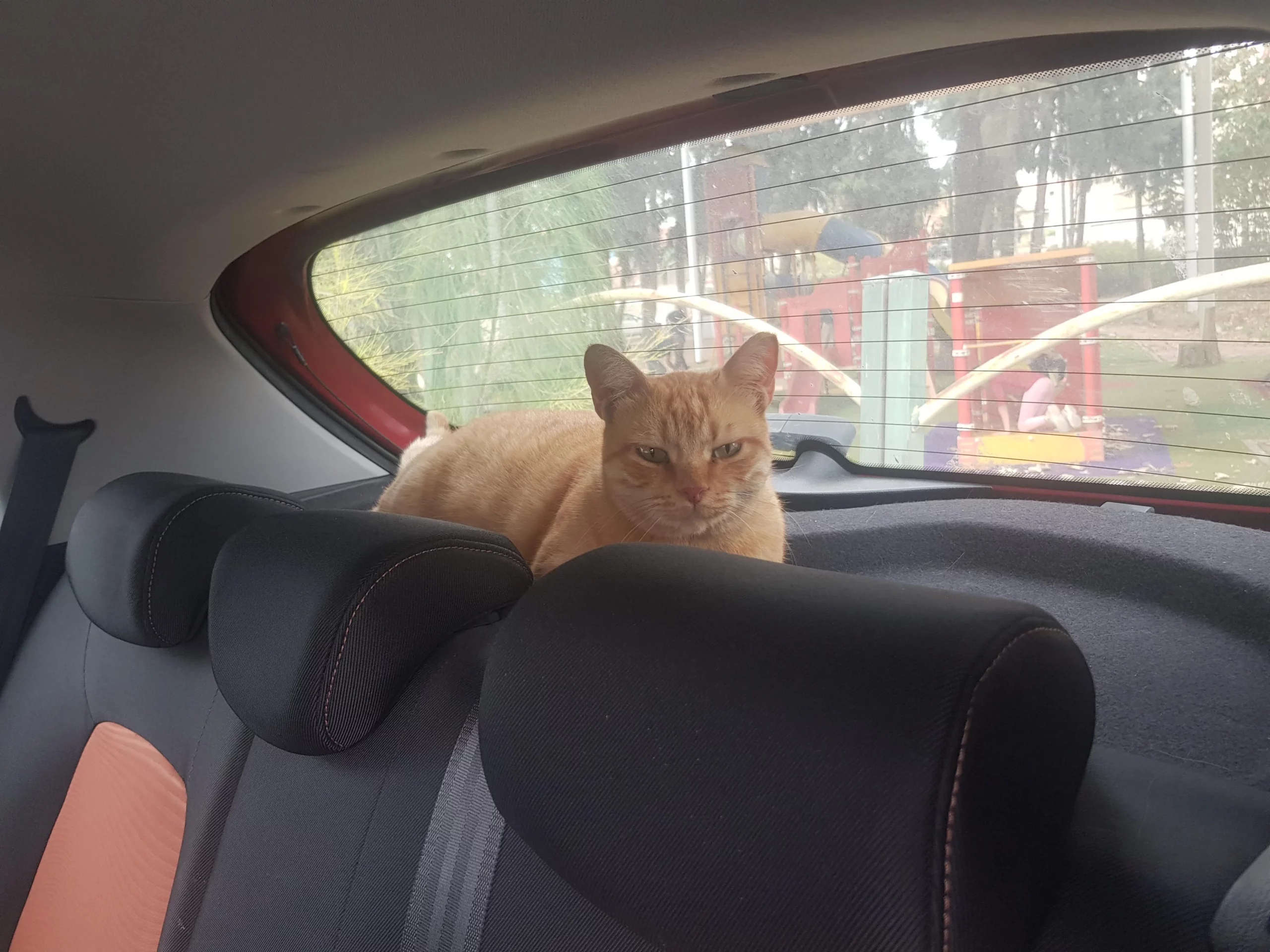 orange cat sitting in the back window of a car