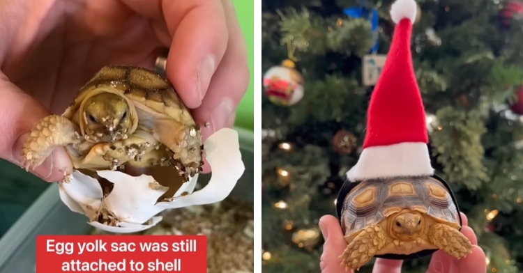 baby tortoise in shell and wearing a Santa hat