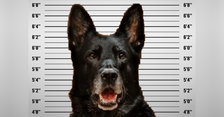 Mug shot of police dog caught stealing another cop's lunch