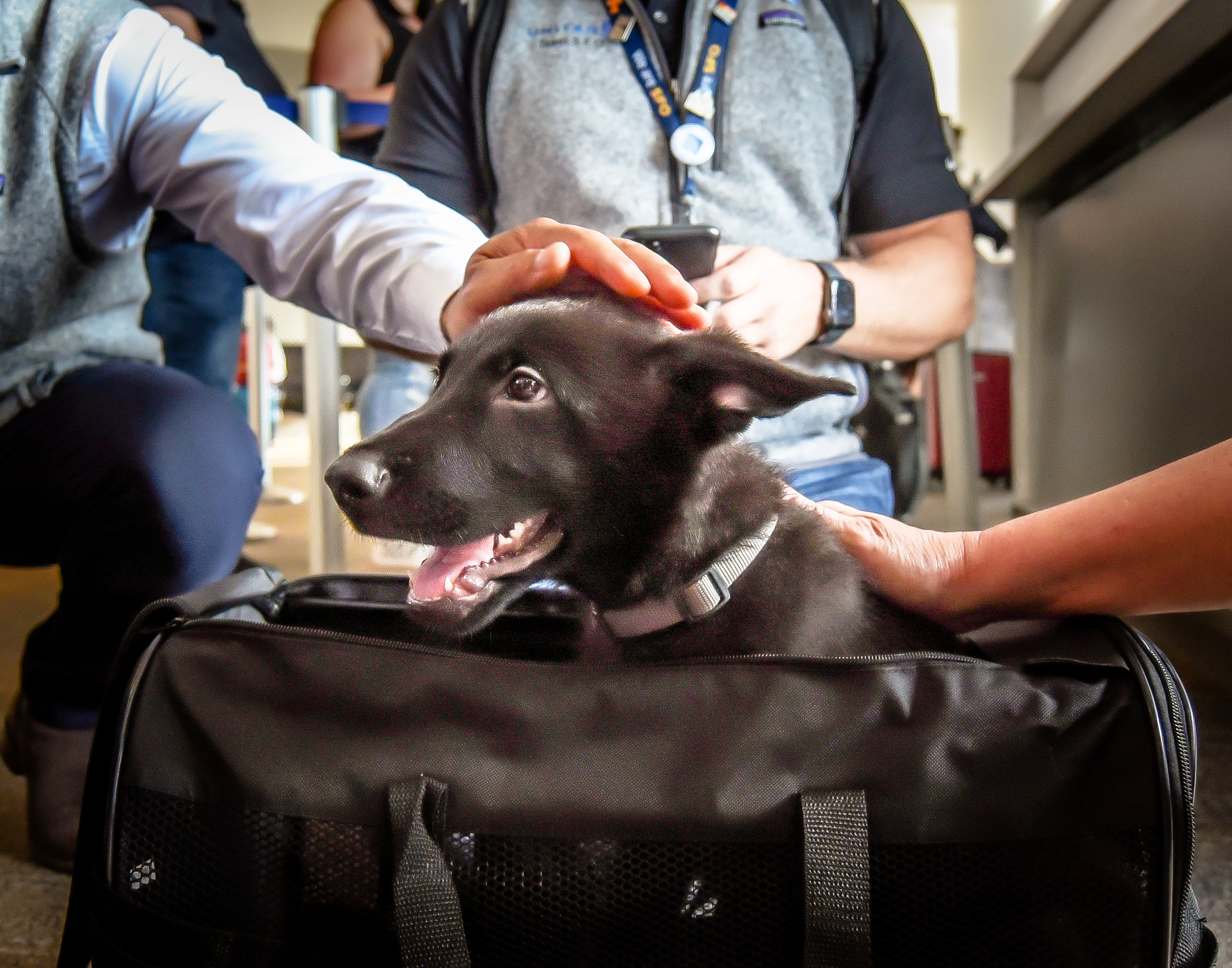 Polaris the puppy getting pets from United Airlines employees