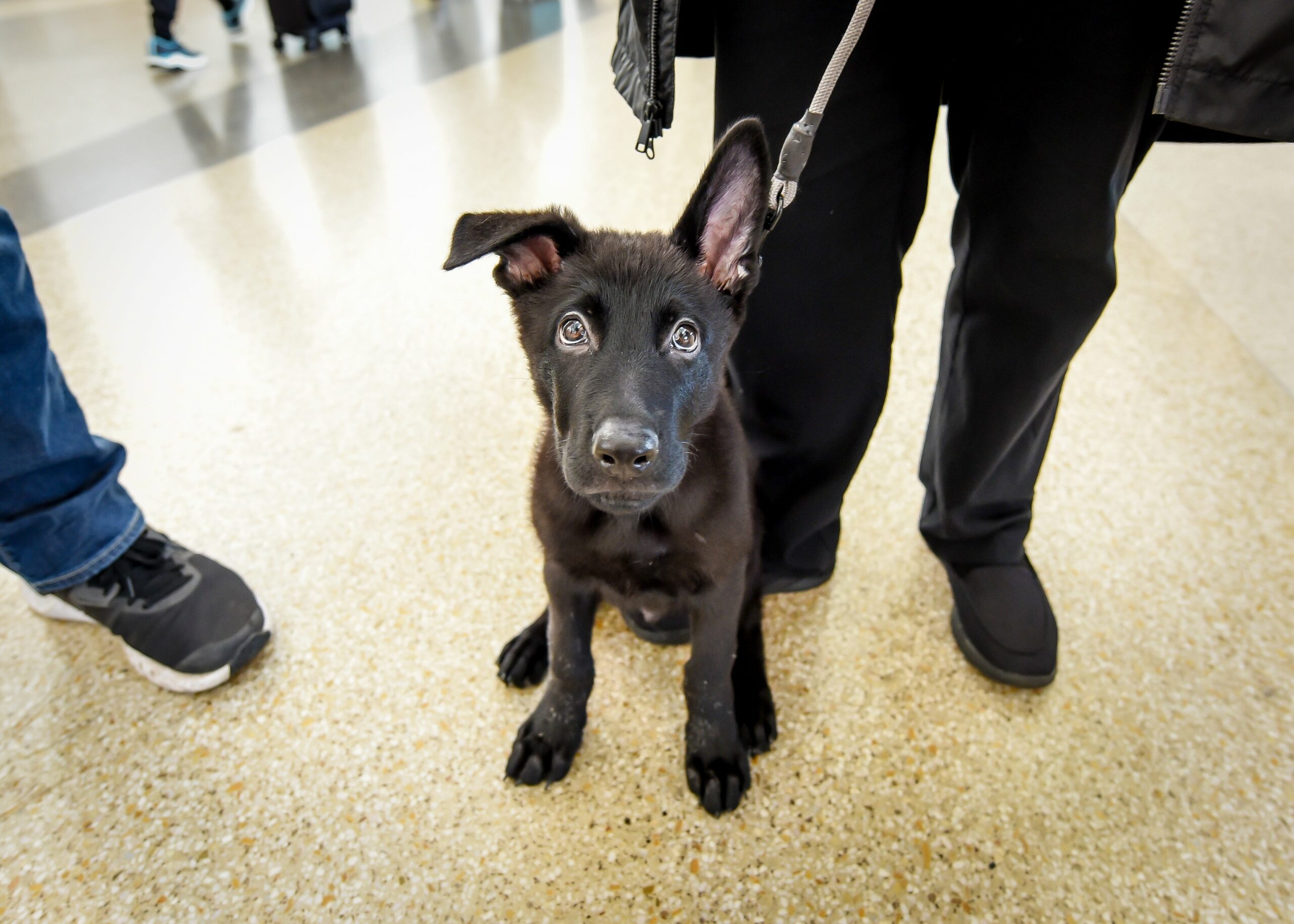 Polaris the puppy, a black dog with one floppy ear and one ear standing up.
