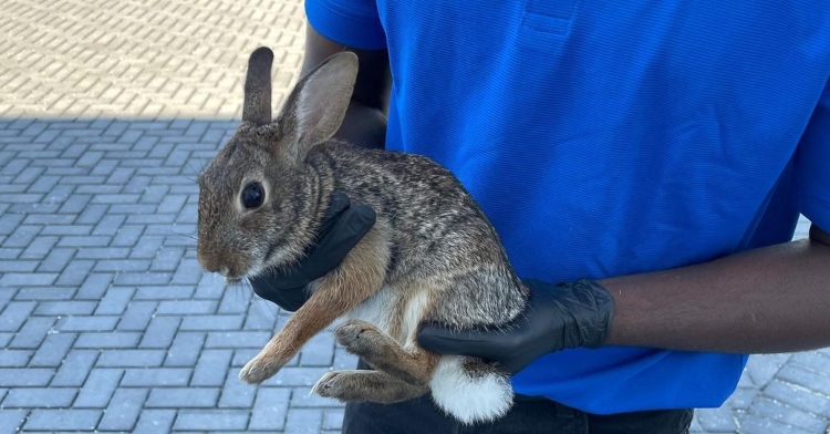 wild rabbit found inside car during oil change