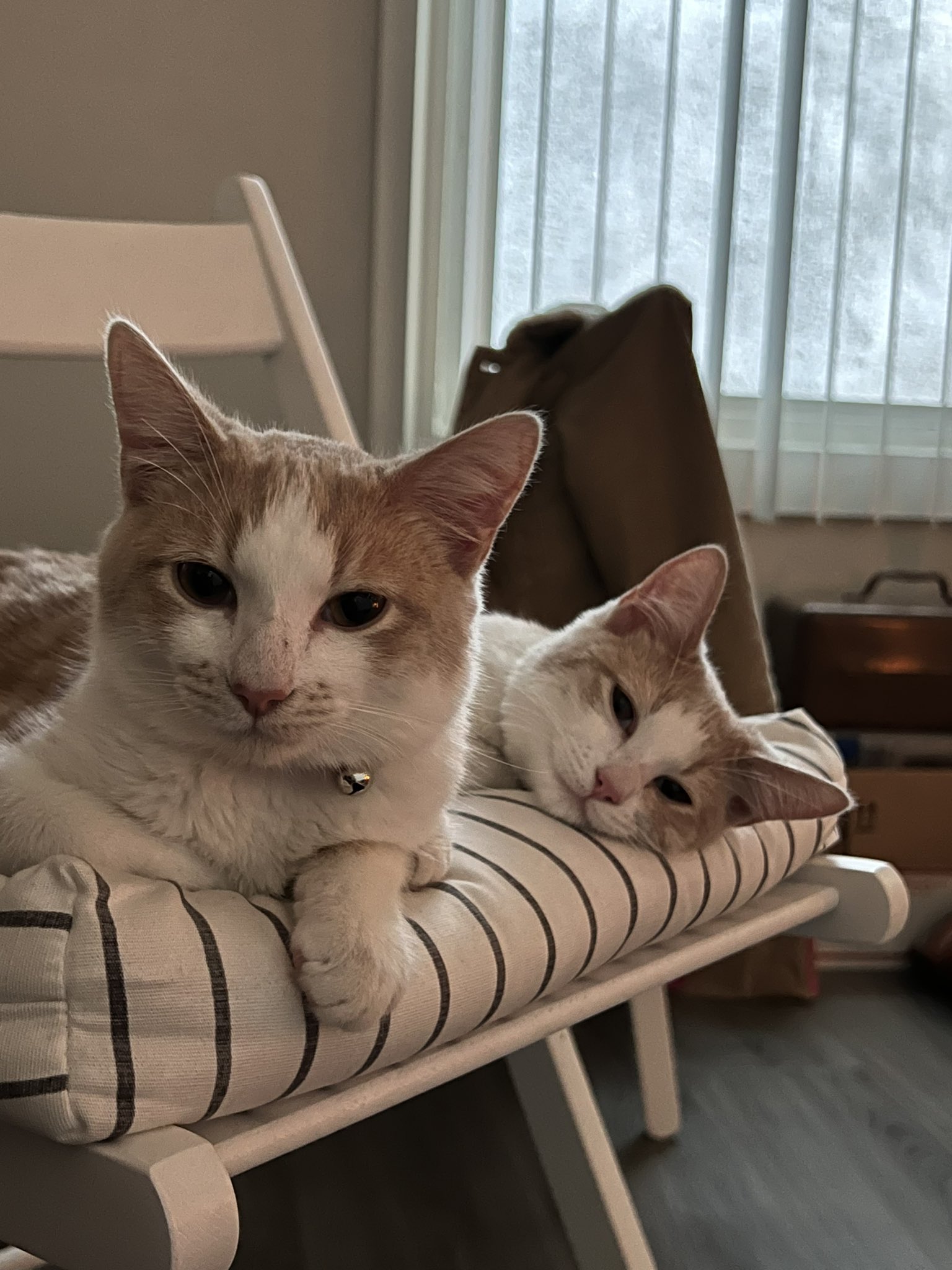 orange-and-white sibling cats snuggling together