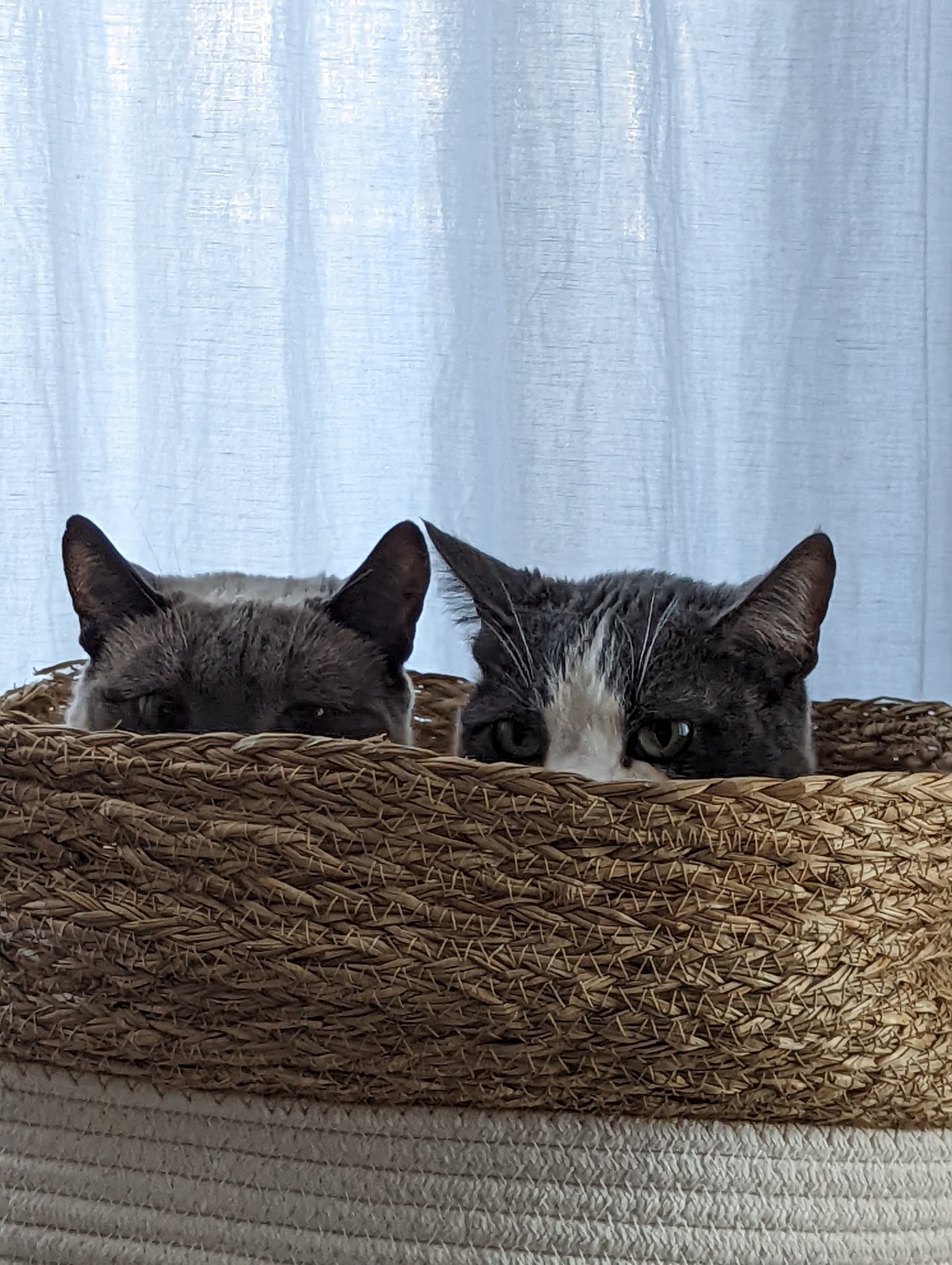 two gray cats sitting in a basket so only their eyes and ears are visible