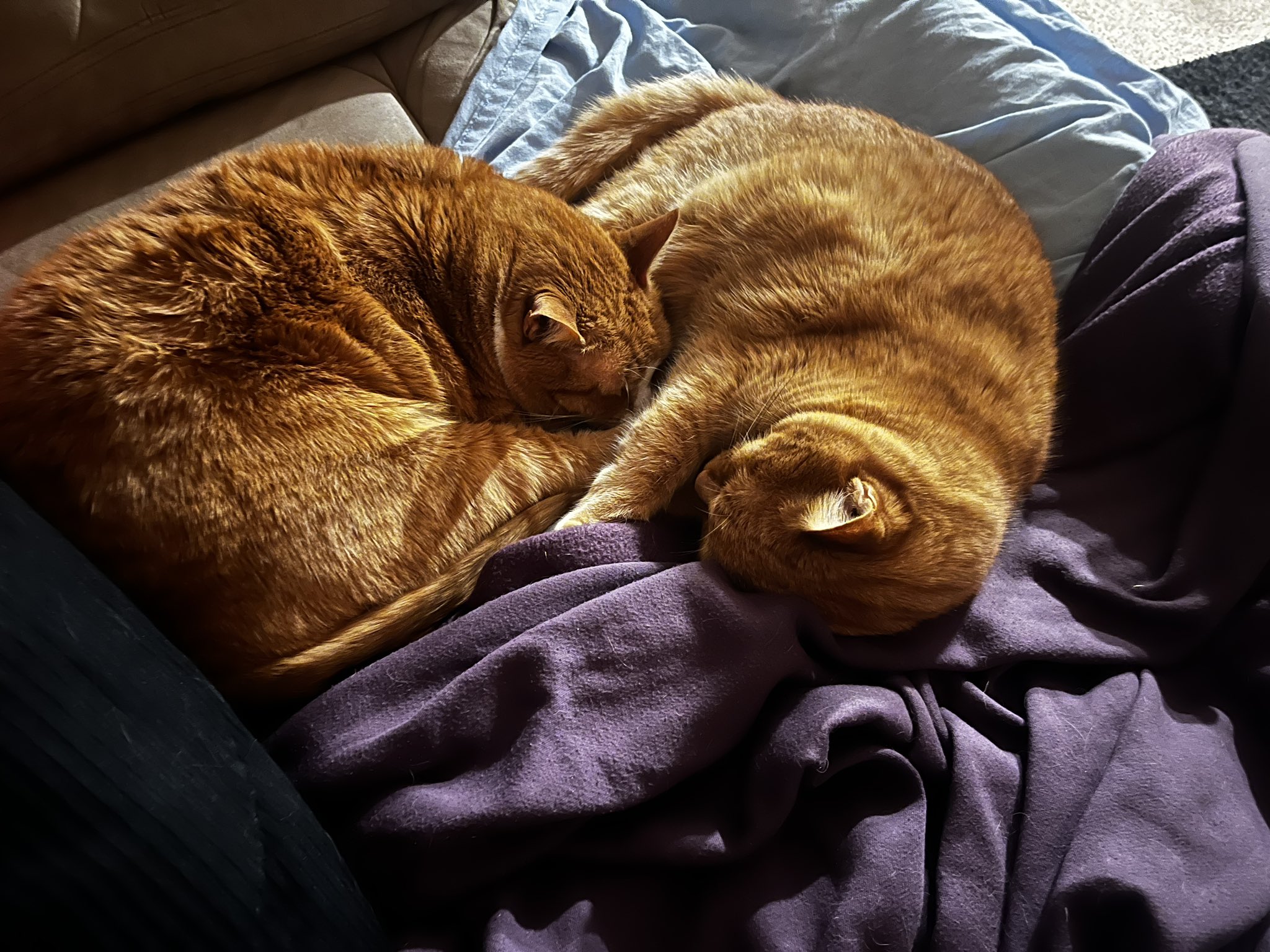 two orange cats sleeping together