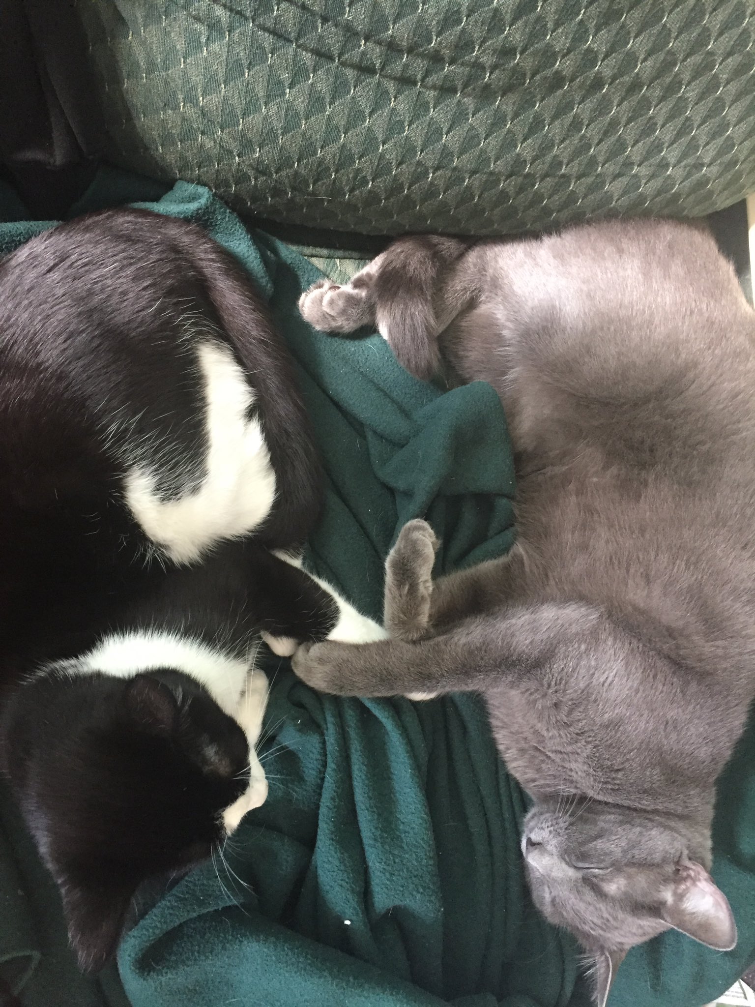 black and white cat holds paws with gray cat while they sleep