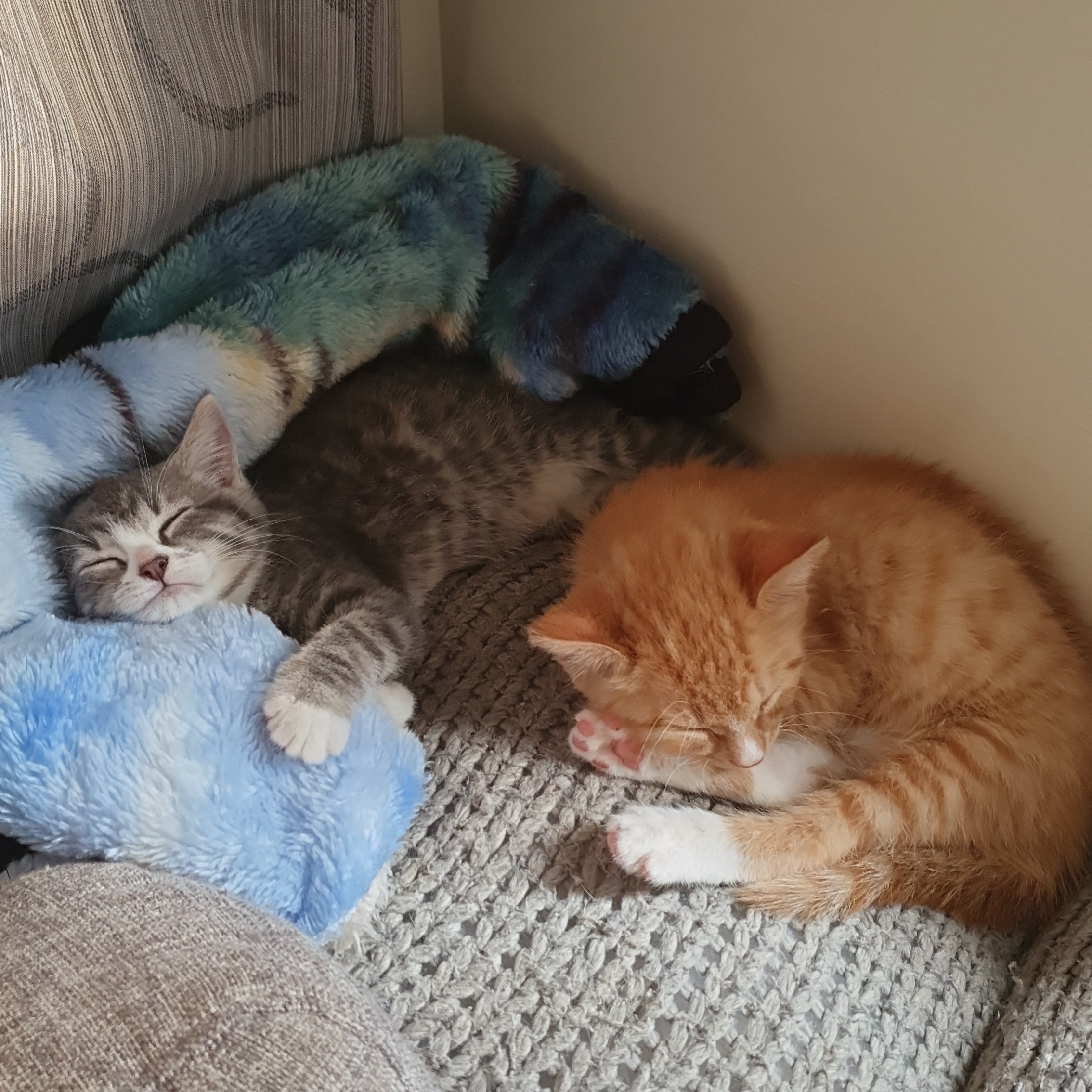 orange and gray striped kittens sleeping near each other