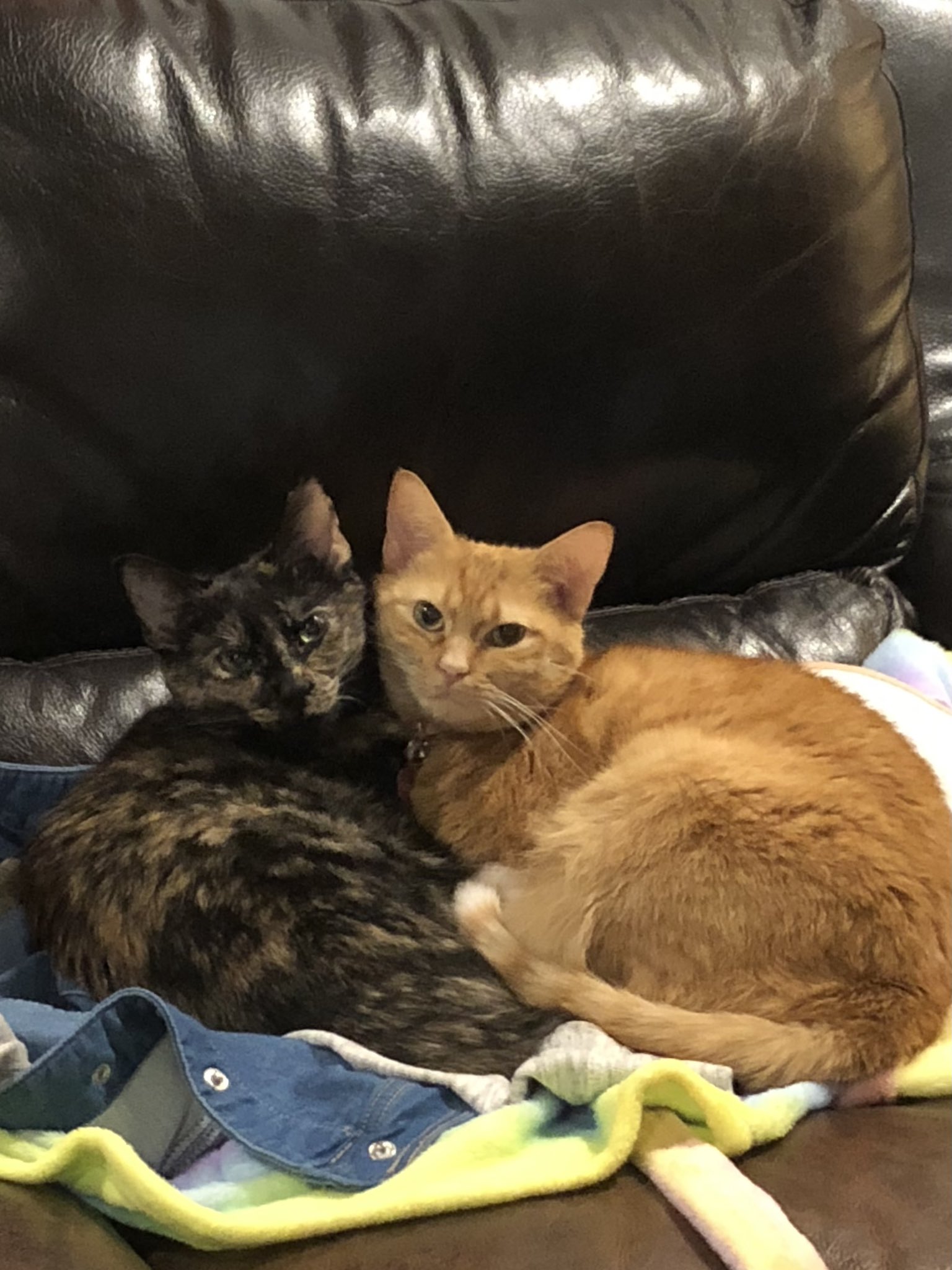 orange and calico sister cats snuggle together