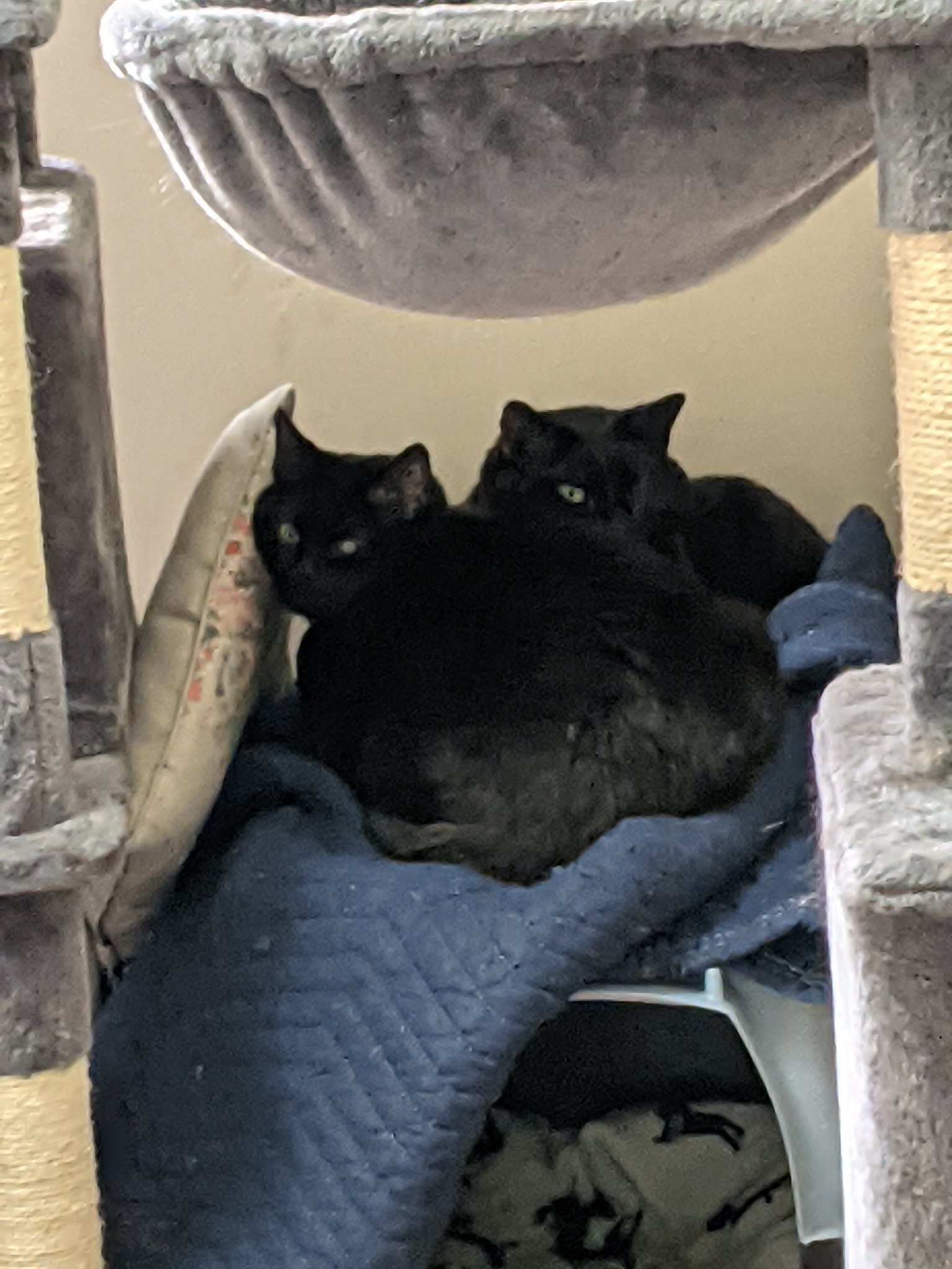 two black cats sleeping on a cat tree