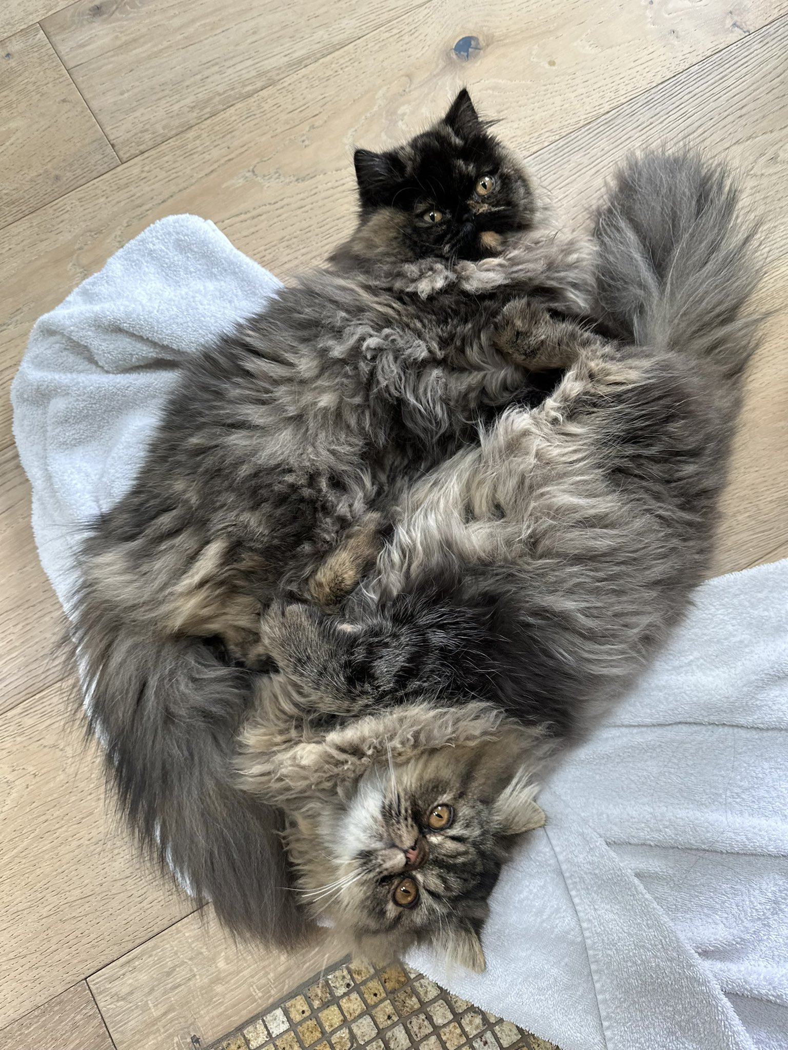 two fluffy long haired cats lying together on floor