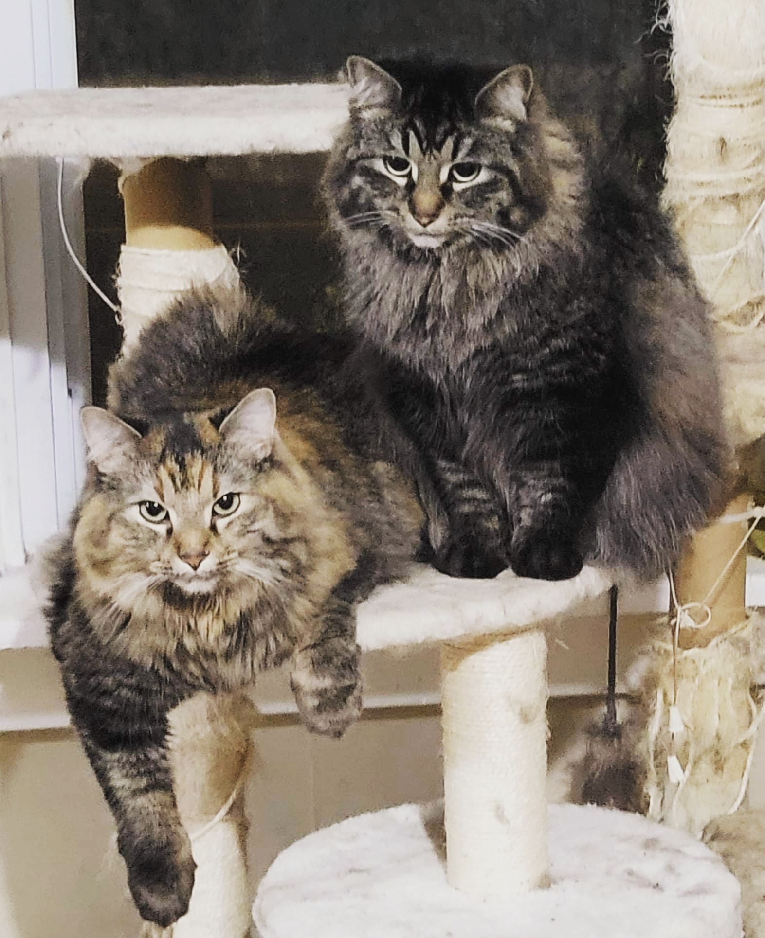 two big striped brown cats sitting together on a cat tree
