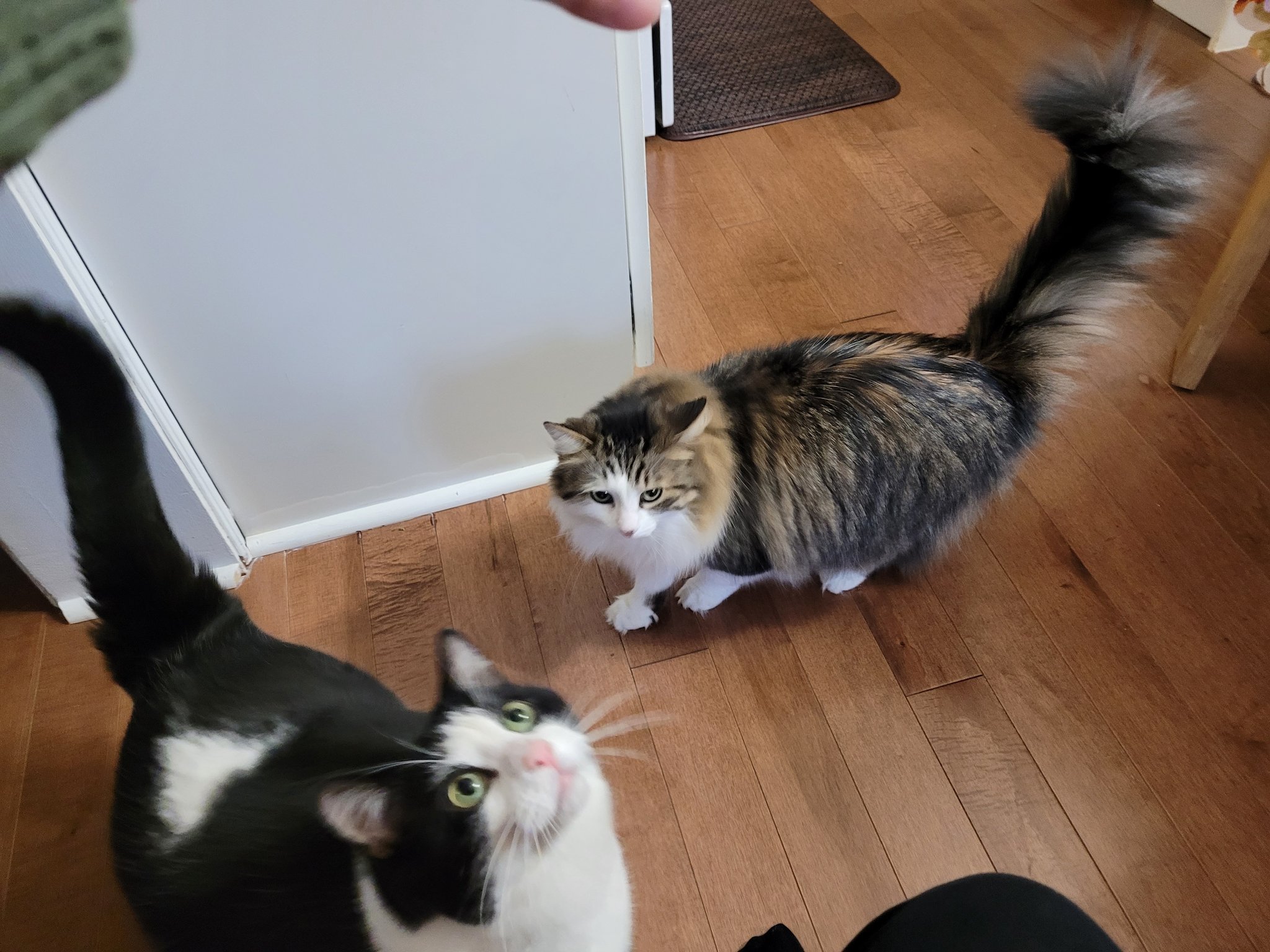 two cats begging for treats standing on the floor