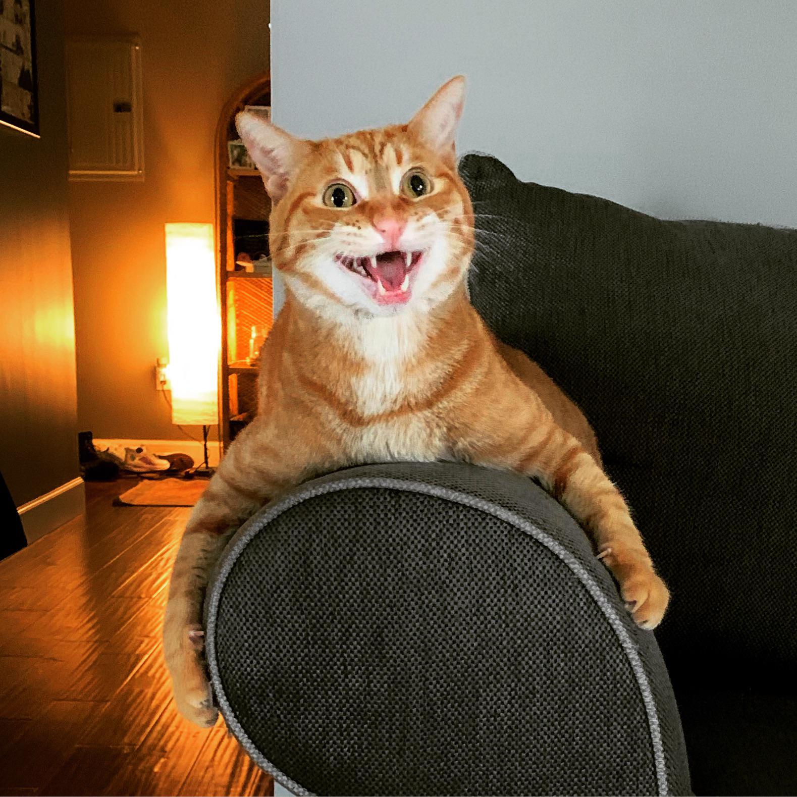 orange cat clinging to arm of sofa and making a funny face with mouth wide open