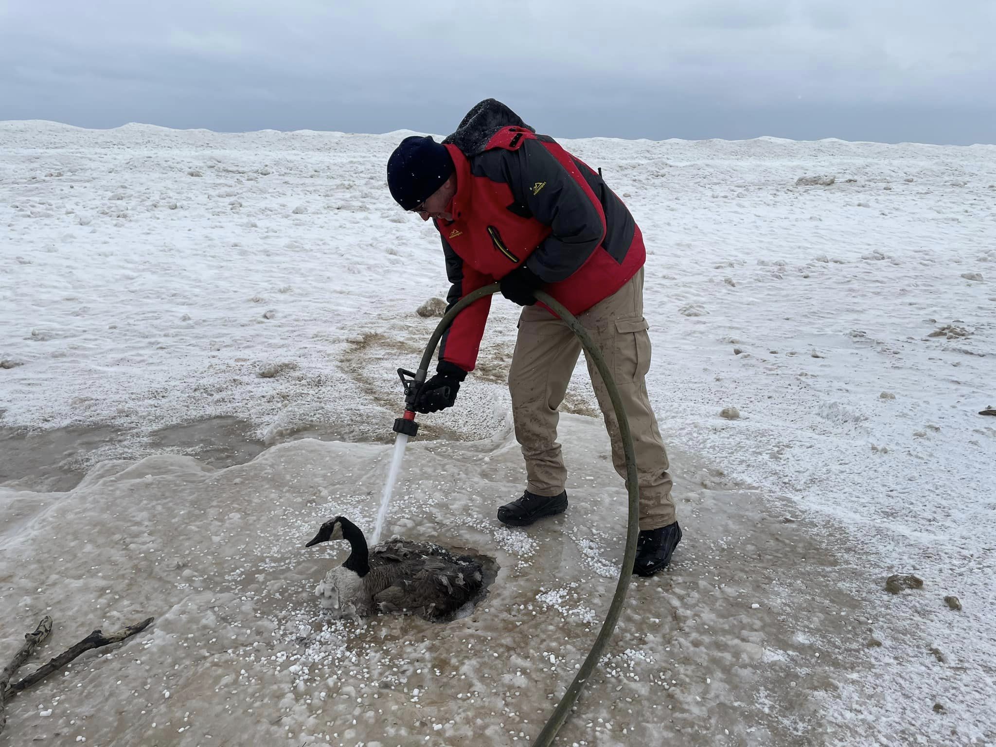 firefighter uses hose to thaw Canada goose frozen to sand in Indiana