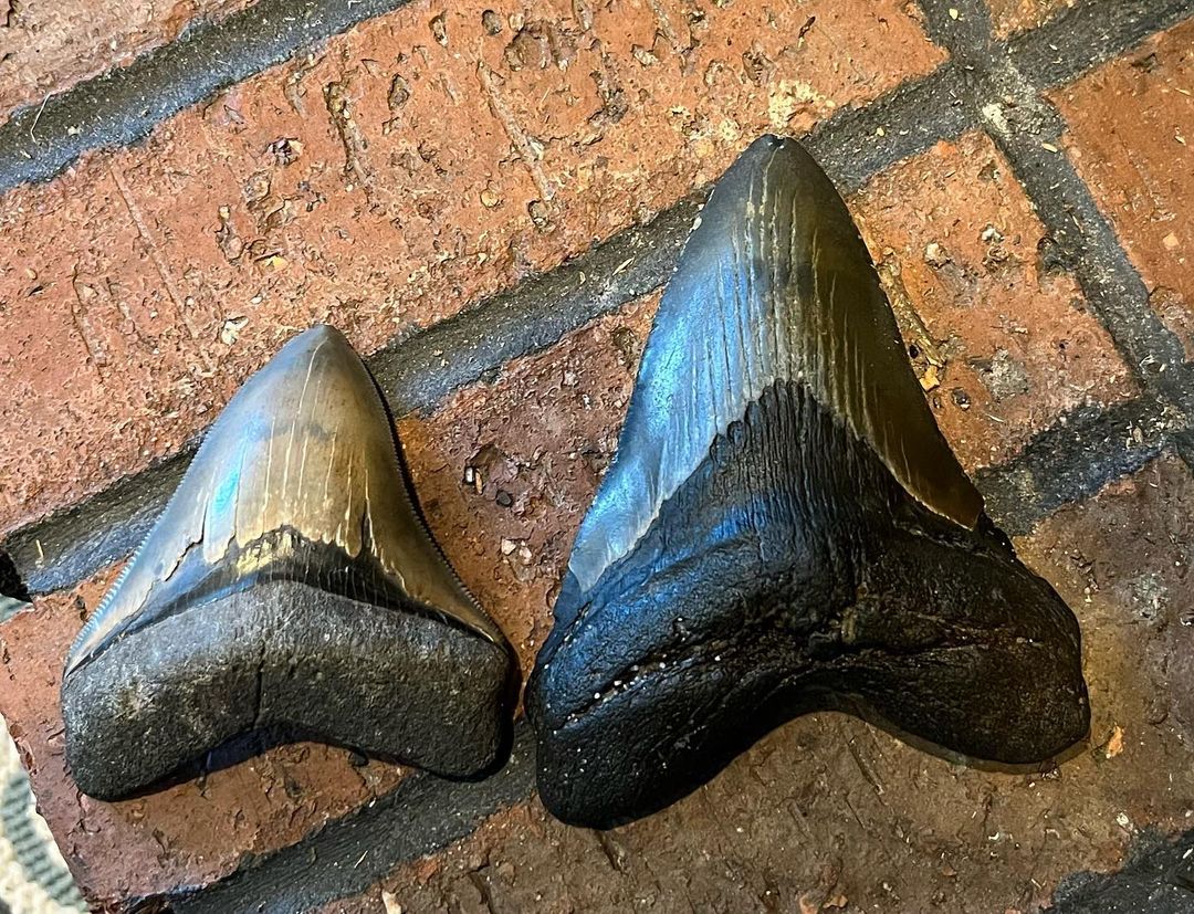 Molly Sampson's 5-inch megalodon tooth next to a smaller fossil.