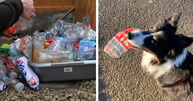 A two-photo collage. The first is of a bin filled with plastic bottles that Scruff has collected on his walks. The second is of Scruff the border collie looking up happily with a plastic bottle in his mouth.