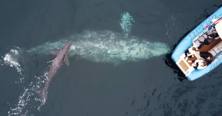 Ariel, top-down view of a giant whale and its newborn baby swimming up to a boat.
