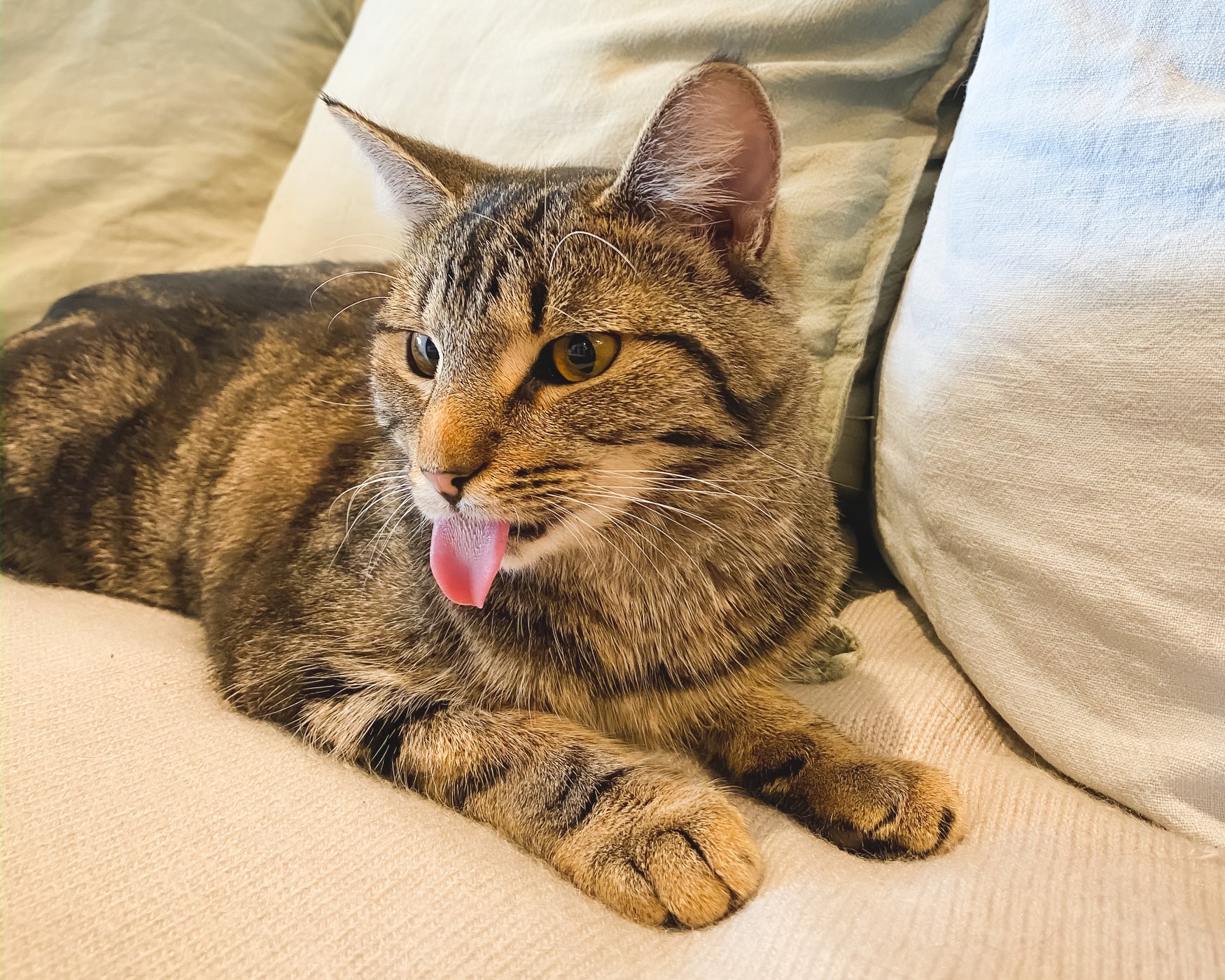 tabby cat sticking her tongue out