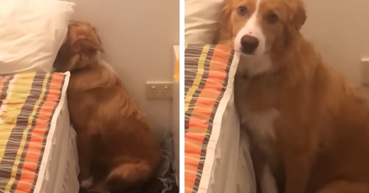 Crosby the dog hiding his face in shame when mom busts him destroying pillow