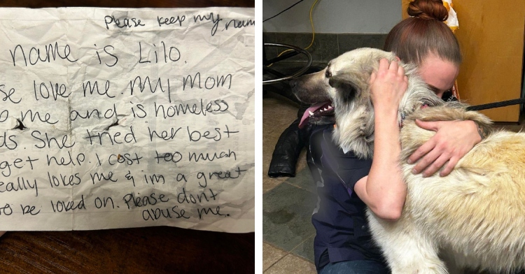 Dog Found With Heartbreaking Note On Collar Gets The Most Unexpected ...