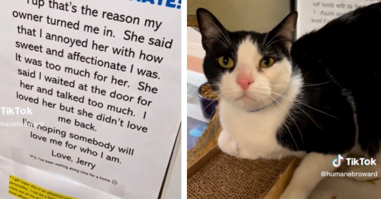 Jerry and the shelter sign saying he's too affectionate