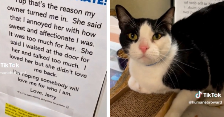 Jerry and the shelter sign saying he's too affectionate
