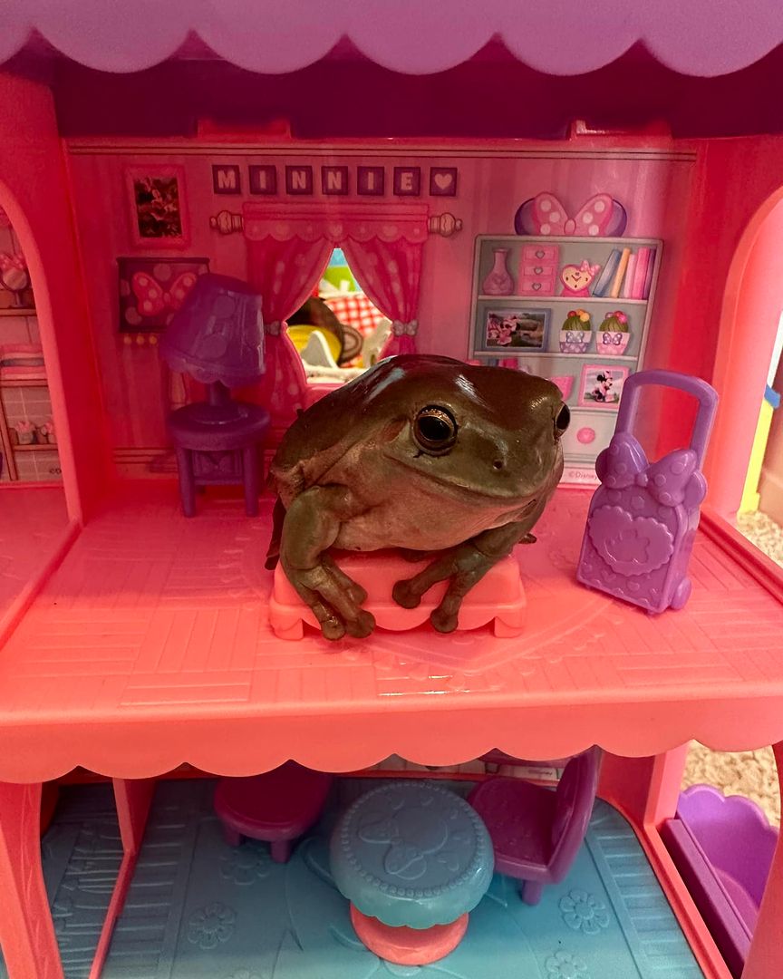George the frog in Juliana's doll house