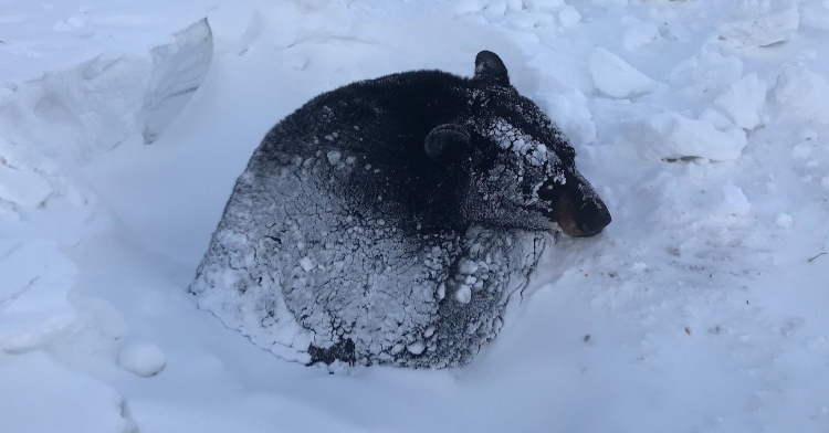 black bear sleeping in snow