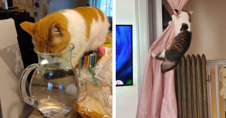 cat drinking from water pitcher, cat climbing curtains