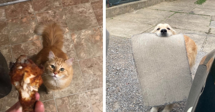 cat brings owner chicken wing, dog brings welcome mat